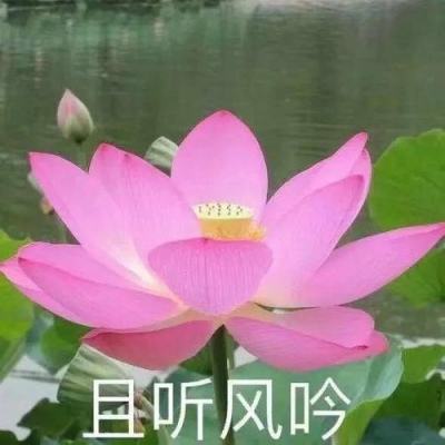 炫斗二次元官方下载